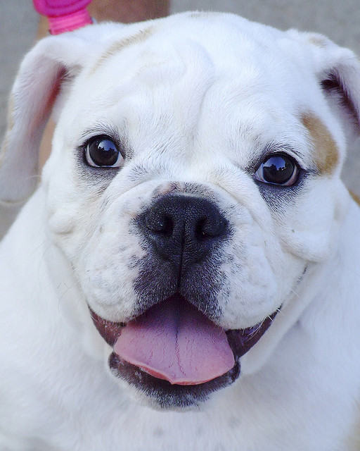 photo by http://www.flickr.com/photos/auntie/